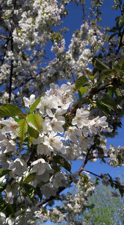Blühender Obstbaum im Park